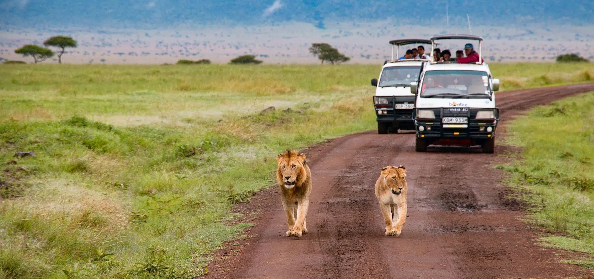 lions walking on a dirt road