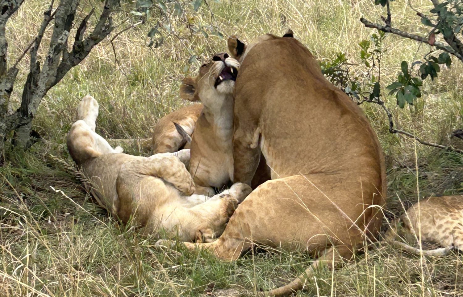 A lion lying in the grass